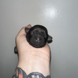 Nala - Brindle female Shih Tzu puppy in Rockmart, Georgia from Sonya Garrett