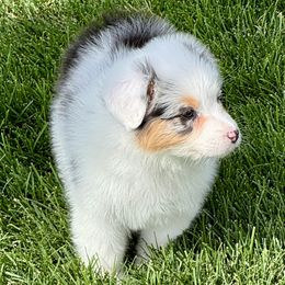 JBMG - Blue merle female Australian Shepherd puppy in Mt. Pleasant, Utah from WildeOak Aussies