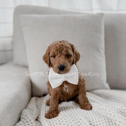 Pooh Bear - Red  male Goldendoodle puppy in Roanoke Rapids, North Carolina from Sweeter than Honey Doodles