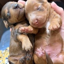 Dachshund puppies from jennelle johnson