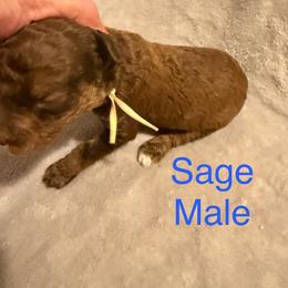 Sage - Brown male Poodle puppy in Piqua, Kansas from Legacy Farms Standard Poodles