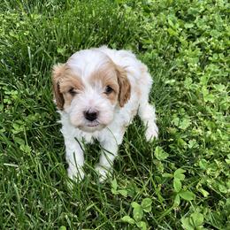 Cavapoo, Pyredoodle, and Sheepadoodle Puppies from Davis Family Doodles