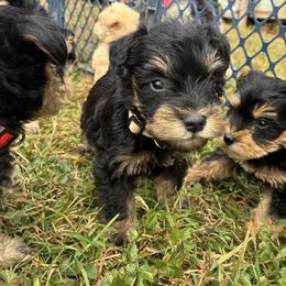 Grey - Black and silver male Miniature Schnauzer puppy in Sparta, North Carolina from New River Miniature Schnauzers and Anatolians