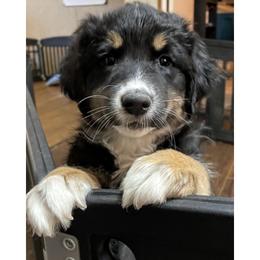 Rey - Black tri-color female Australian Shepherd puppy in Albany, Georgia from Muckalee Lane Aussies