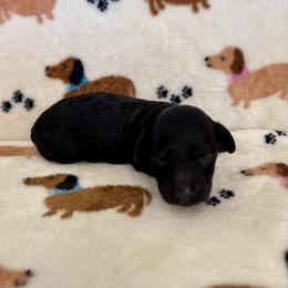 Miss Green Collar - Black female Dachshund puppy in Willow Springs, Missouri from Krazy Acre Farm