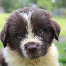 Brandi - White and brown female Newfoundland puppy in Brundidge, Alabama from Grinnell Newfoundland