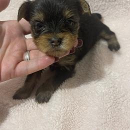 Yorkshire Terrier Puppies from Southern Sweetheart Kennels