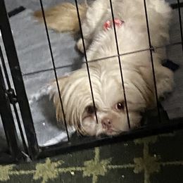 Adelyn Sue - Shih Tzu