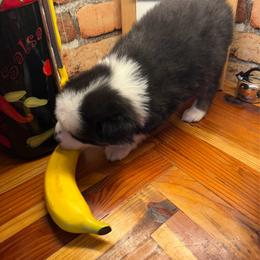 Hope - Black tri female Miniature Australian Shepherd puppy in Taylor, Arizona from Holy Ghost Ranch, Inc