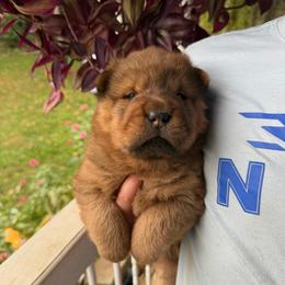 Fireball Bandit - Red sable male Chinese Shar-Pei puppy in Auburn, Kansas from Justin's Chinese Shar-Pei