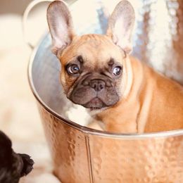 French Bulldog Puppies from Dior Dogs