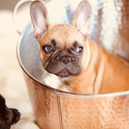 French Bulldog Puppies from Dior Dogs