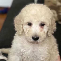 Bernedoodles and Poodles from Mad Brook Poodles and Doodles