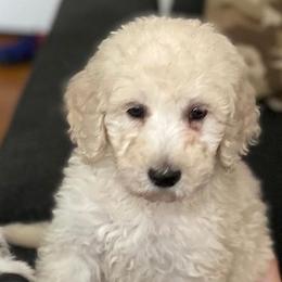Bernedoodles and Poodles from Mad Brook Poodles and Doodles