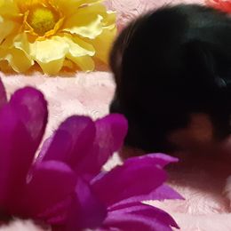 Pomeranian Puppies from Fuzzybutt Poms of Alabama