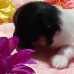 Pomeranian Puppies from Fuzzybutt Poms of Alabama