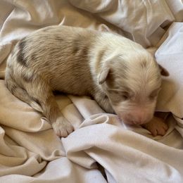 Forest - Red merle male Australian Shepherd puppy in Arizona from BRR Aussies
