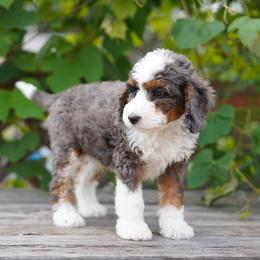 Thor - Merle male Bernedoodle puppy in Spokane, Washington from Lilac City Doodles