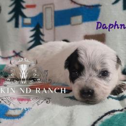 Daphne - Blue female Australian Cattle Dog puppy in Silsbee, Texas from Rockin ND Ranch