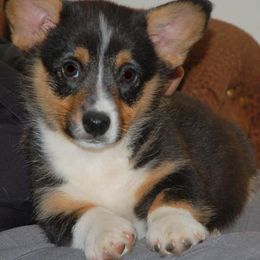 Pembroke Welsh Corgi Puppies from Tshandra Corgis