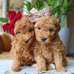 Bernedoodle, Cavapoo, Goldendoodle, Poodle, and Sheepadoodle Puppies from Red Ranch Dogs