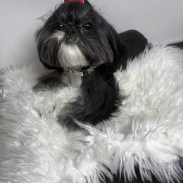 Ms. Mia - Shih Tzu