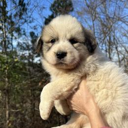 Great Pyrenees Puppies from Natalie Hnatkiv