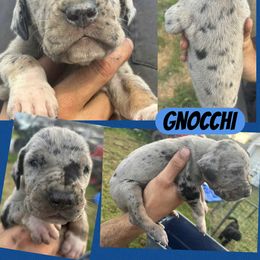 GNOCCHI - Merle male Great Dane puppy in Bolivar, New York from Prophecy Danes