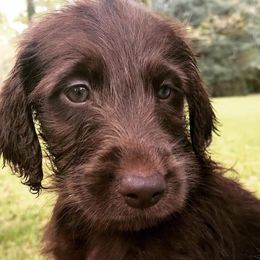 Goldendoodle, Labradoodle, and Poodle Puppies from Mississippi Retrievers