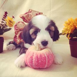 Tibetan Terrier Puppies from Zara Tibetan Terriers