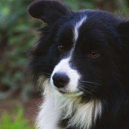 Hana - Border Collie