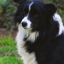 Hana - Border Collie