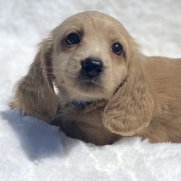Dachshund Puppies from The Bossy Doxie Farm