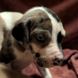 Jasmine - Harlequin female Great Dane puppy in Marlow, New Hampshire from Fox Hill Danes