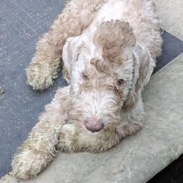 Bedlington Terrier Puppies from Ashcroft Bedlington Terriers