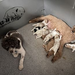 Australian Labradoodle, Bernedoodle, Double Doodle, Goldendoodle, and Poodle Puppies from Karlas Pet Rendezvous
