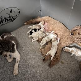 Australian Labradoodle, Bernedoodle, Double Doodle, Goldendoodle, and Poodle Puppies from Karlas Pet Rendezvous