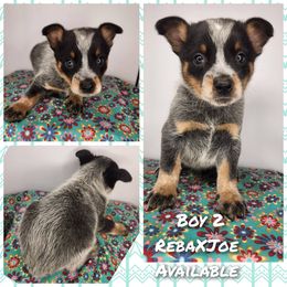 Boy 2 - Blue male Australian Cattle Dog puppy in Bradford, Arkansas from Cedar Rock Heelers and Kelpies