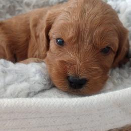 Belle - Golden female Cockapoo puppy in Garden City, Idaho from Janet's Cockapoos
