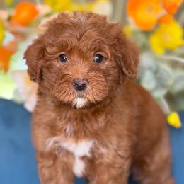 Mitsubishi - Red  male Goldendoodle puppy in Yuciapa, California from AlltheDoodlez_