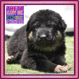 THETA - Black and tan female German Shepherd puppy in Murrieta, California from Diamond Oaks German Shepherds