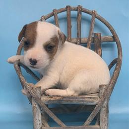 Gigi - White and tan female Parson Russell Terrier puppy in Menifee, California from Wendover Terriers