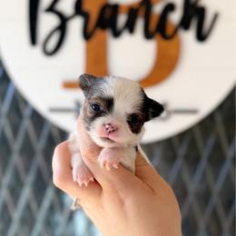 Brynn - Fawn brindled black female Chihuahua puppy in Harrison, Michigan from Cloud9 Chihuahuas