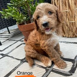 Labradoodle Puppies from Caribbean Breeders