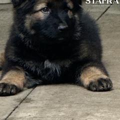 Green collar - Sable male German Shepherd puppy in Anderson, South Carolina from StaFra German Shepherd Dogs