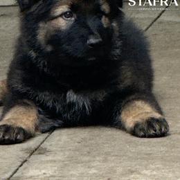 Green collar - Sable male German Shepherd puppy in Anderson, South Carolina from StaFra German Shepherd Dogs