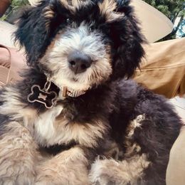 Bernedoodle Puppies from Doodles of Tampa Bay