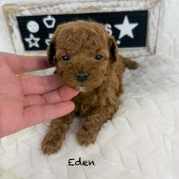 Eden - Red  female Poodle puppy in Florida from Adorable Toy-Miniature Poodles