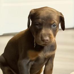 Girl 3 - Red and rust female Doberman Pinscher puppy in Vicksburg, Mississippi from Mississippi K9 Kennel