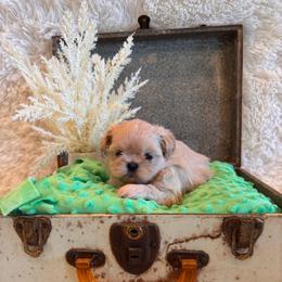 Reed - Cream and white male Shih Tzu puppy in Success, Missouri from Sweet Success
